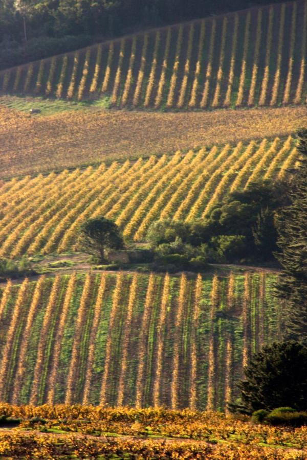 Mooiplaas Wine Estate Lägenhet Stellenbosch Exteriör bild